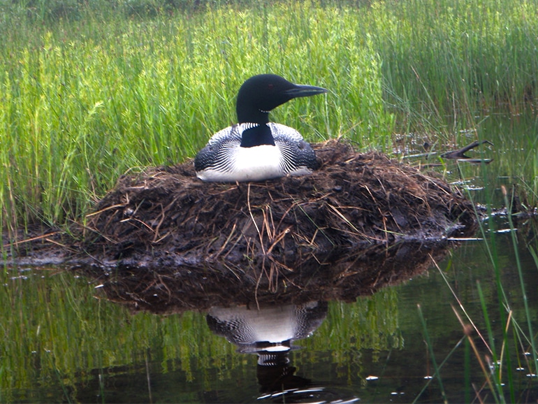 maine water loon