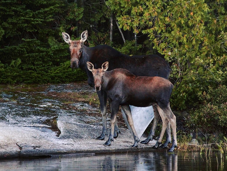 moose tour in maine