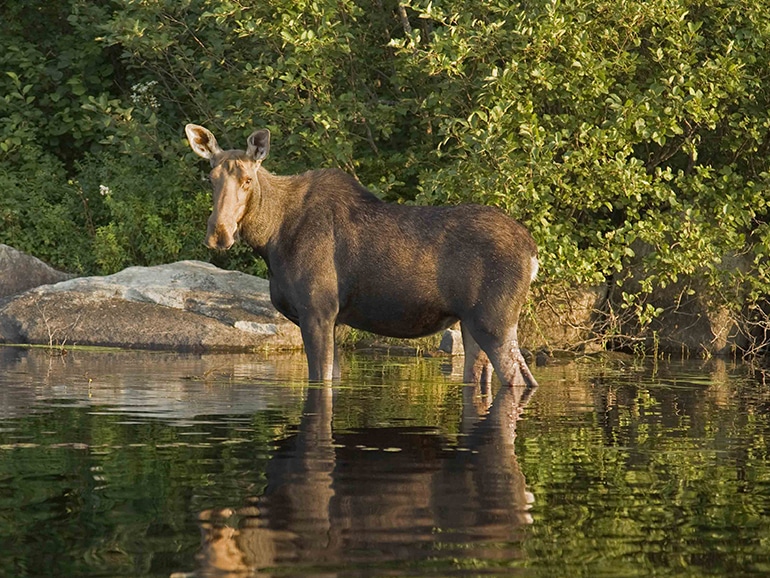 moose in a stream